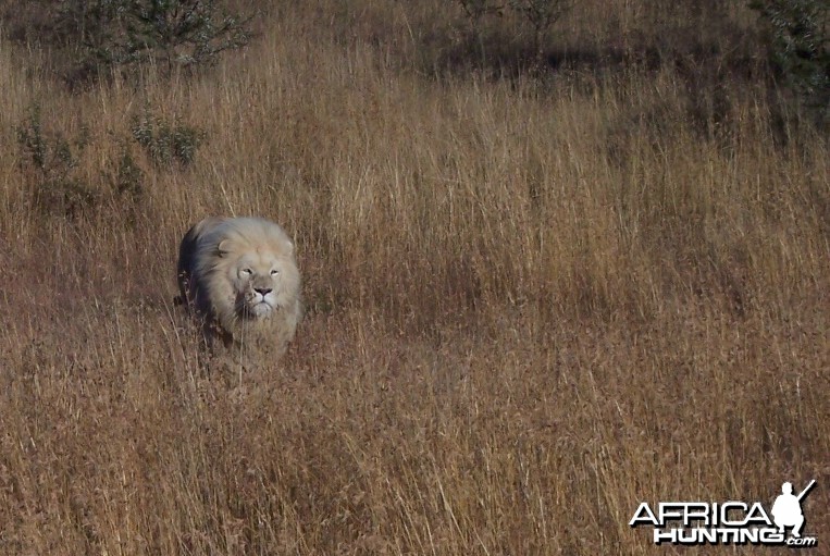 Lion South Africa