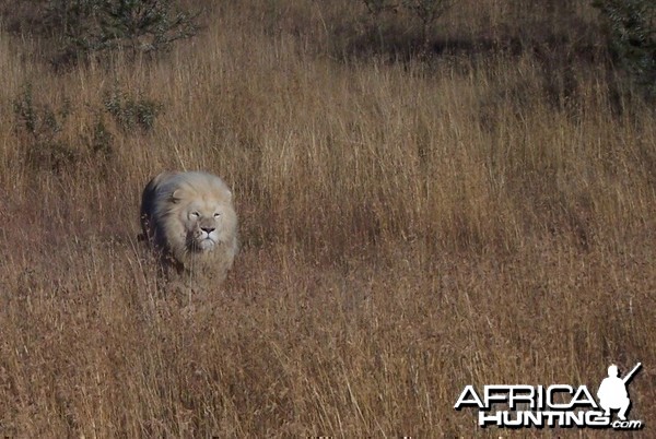 Lion South Africa