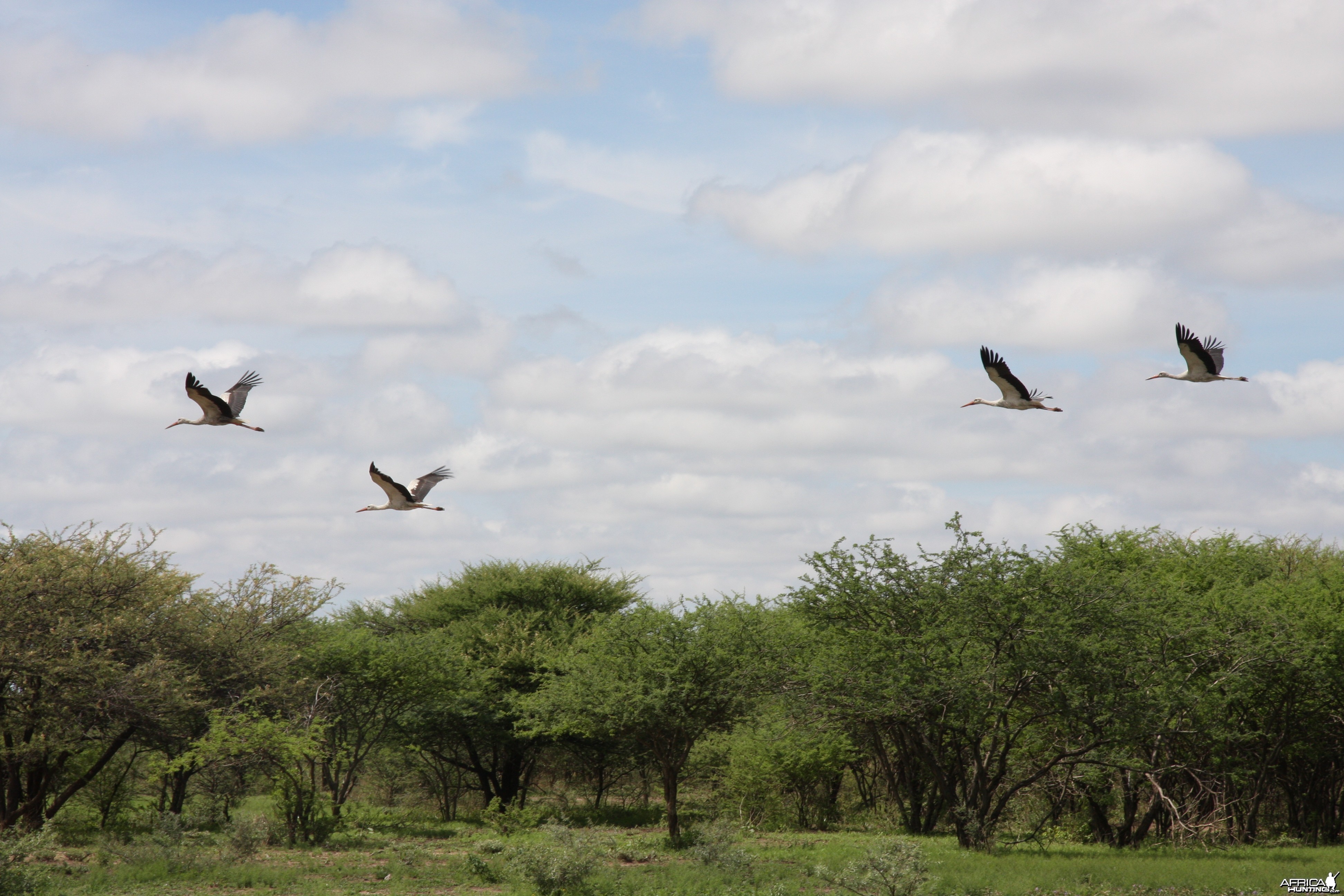 White Storks Namibia