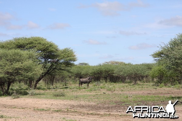 Blue Wildebeest Bull Namibia