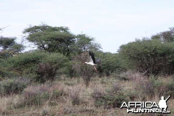 White Stork Namibia