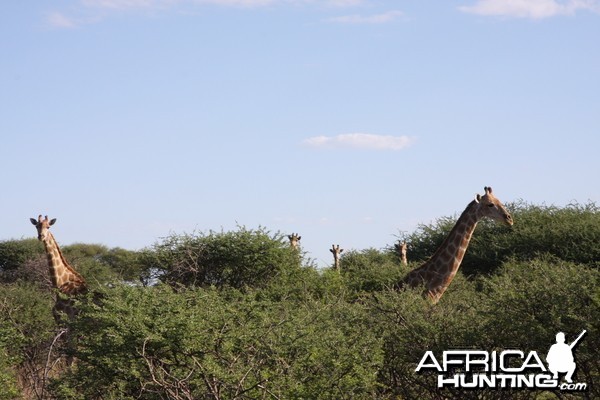 Giraffes Namibia