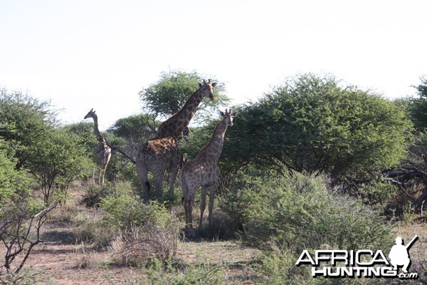 Giraffes Namibia