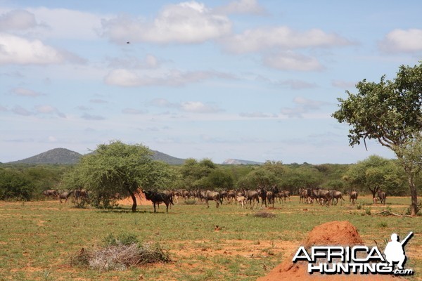 Blue Wildebeest Namibia