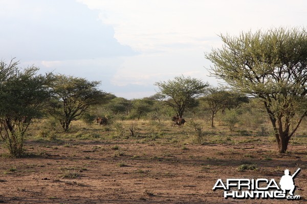 Black Wildebeest Namibia