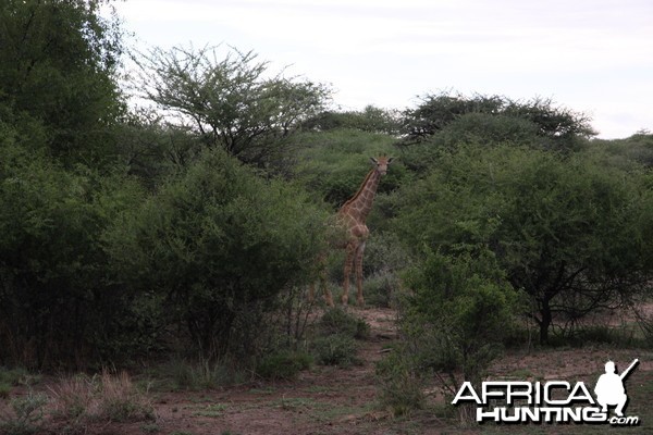 Giraffe Namibia