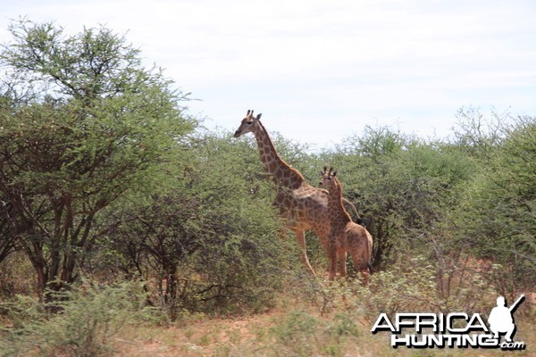 Giraffe Namibia