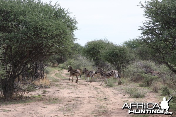 Burchell's Zebras Namibia