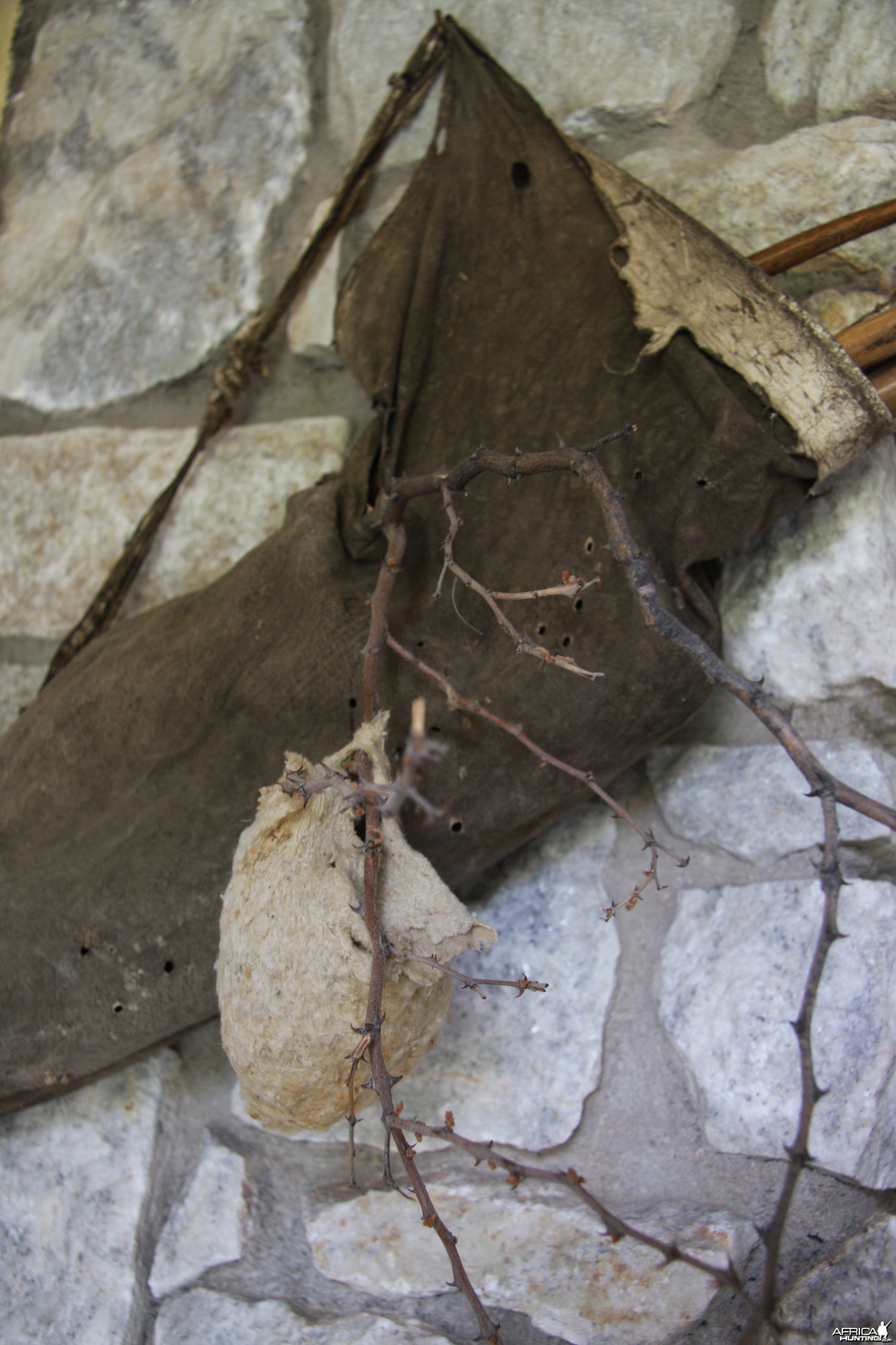 Spider Web Bird Nest Namibia