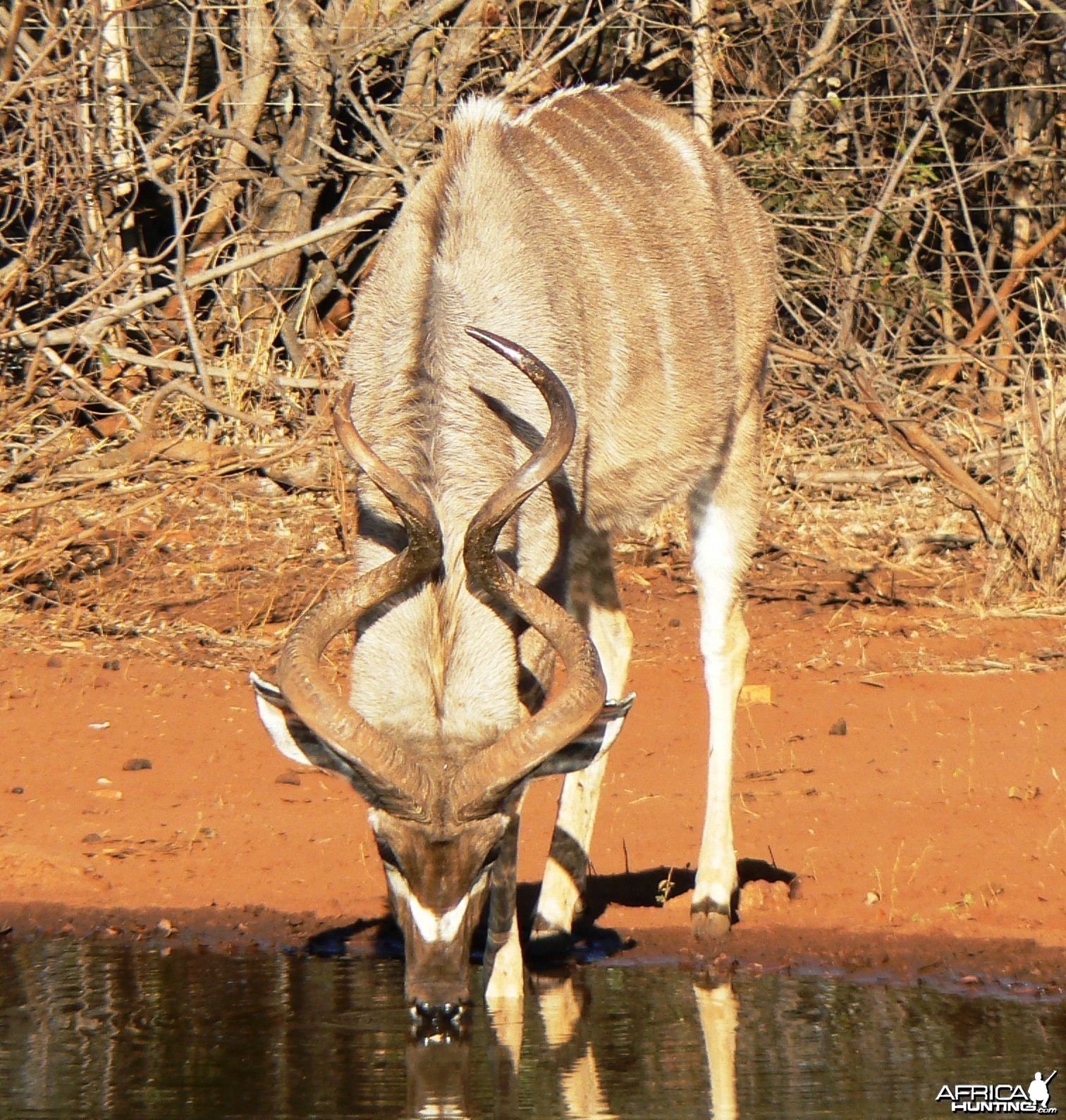 Funny figure 8 kudu