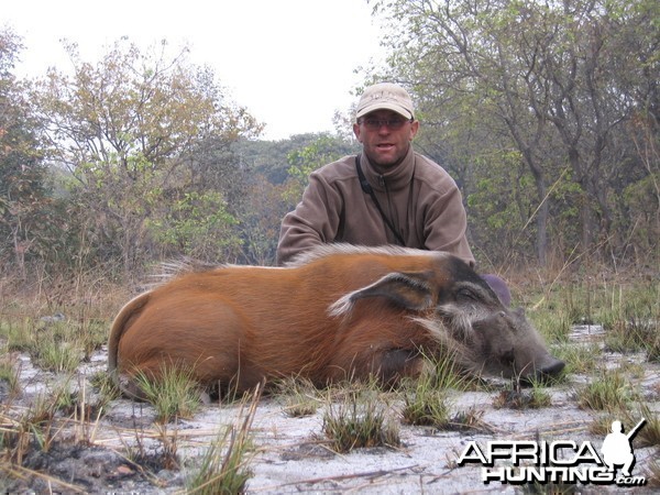 Red river hog - CAR