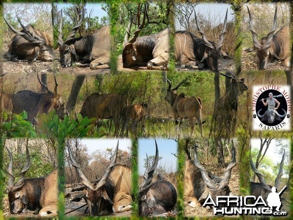 Lord Derby Eland - Central Africa