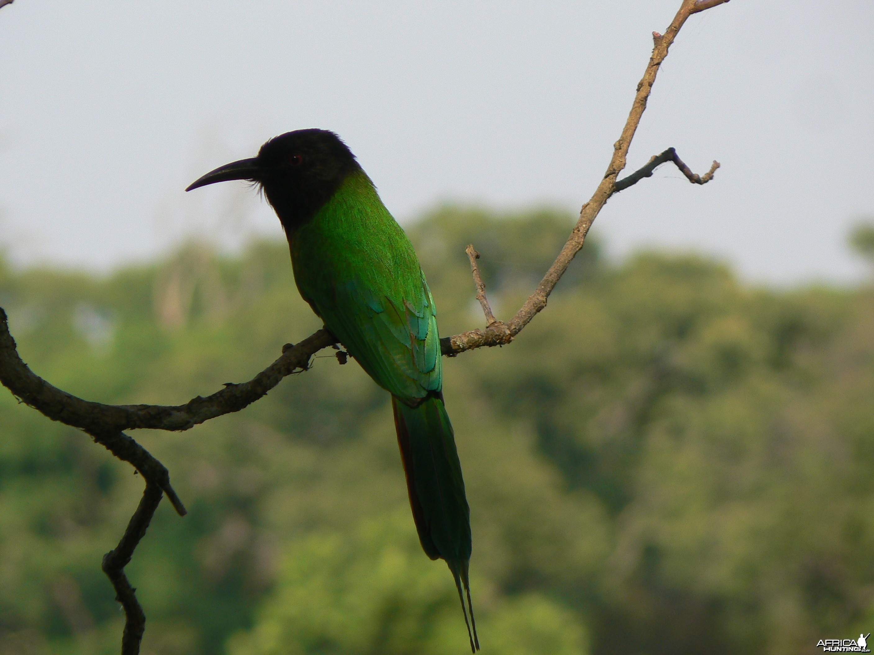 Bird in CAR