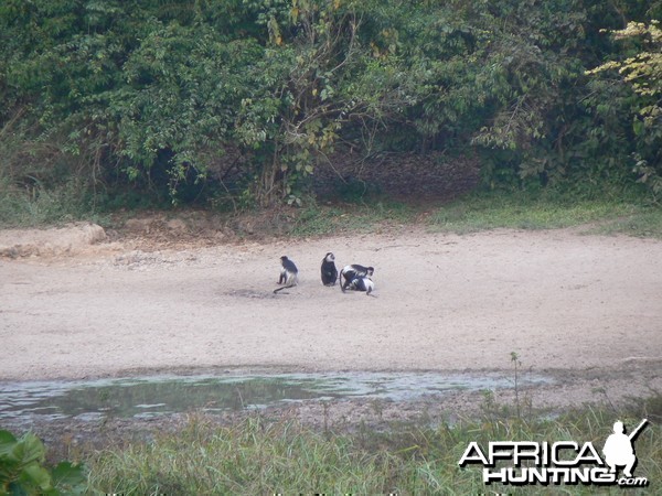 Colobus Guereza Monkeys Central African Republic