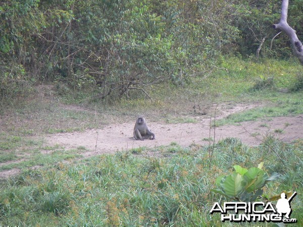 Baboon Central African Republic