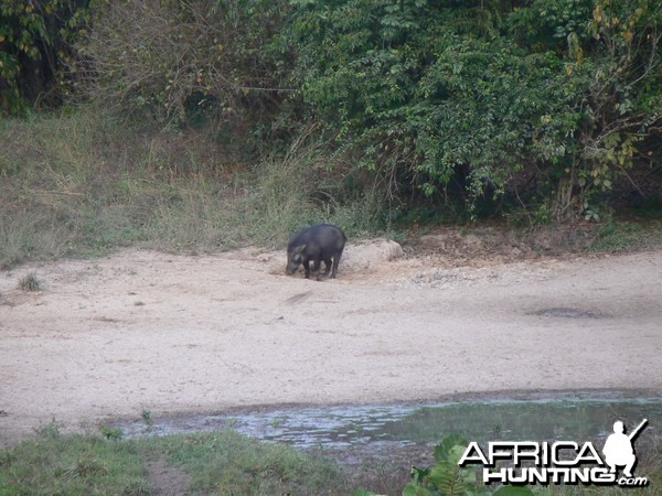 Giant Forest Hog Central African Republic