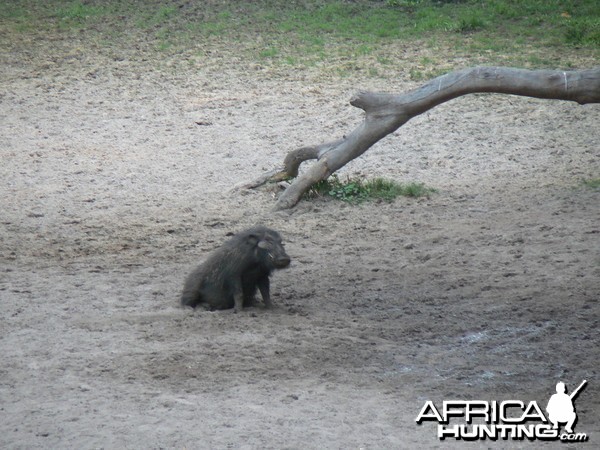 Giant Forest Hog Central African Republic