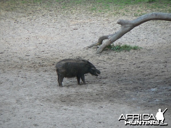 Giant Forest Hog Central African Republic