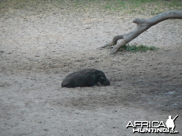 Giant Forest Hog Central African Republic