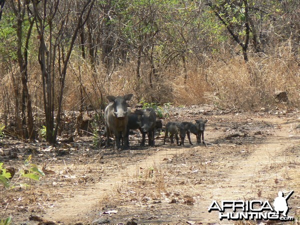 Warthogs Central African Republic