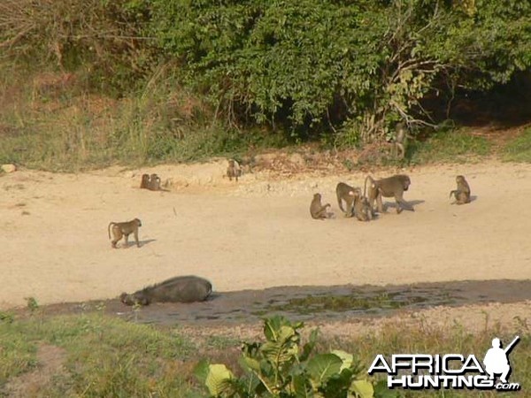 Giant Forest Hog Central African Republic