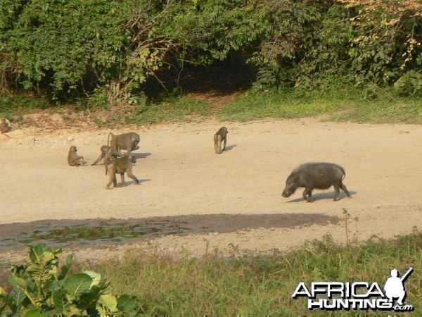 Giant Forest Hog and Baboon Central African Republic