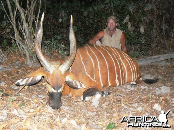 Bongo Hunted in Central Africa CAR