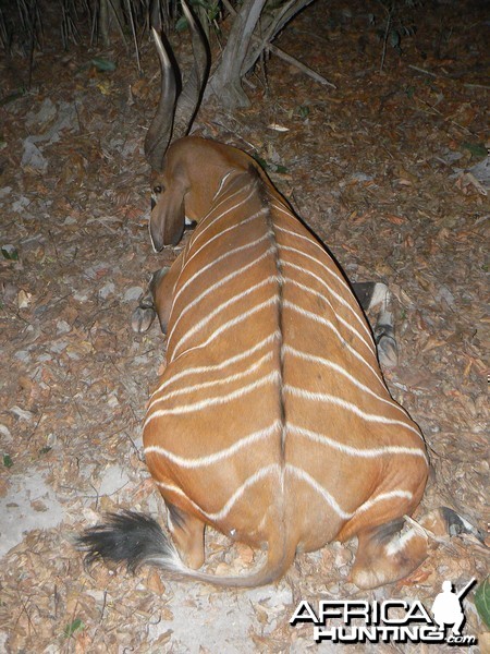 Bongo Hunted in Central Africa CAR