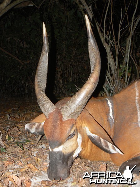 Bongo Hunted in Central Africa CAR