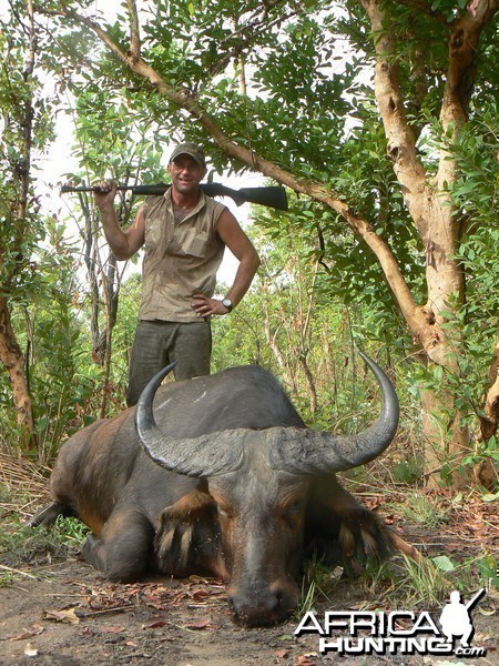 Buffalo bull from Central African Republic