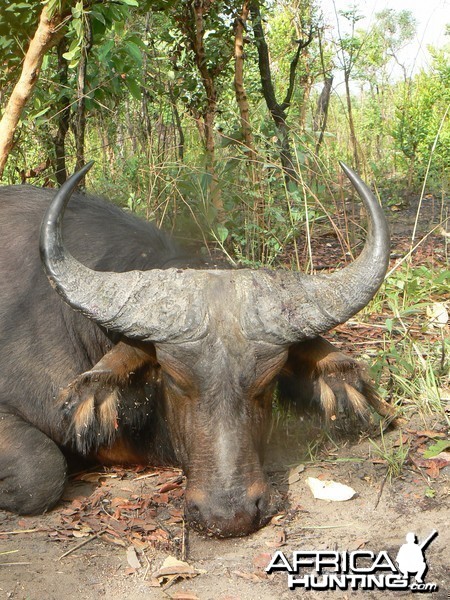 Buffalo bull from Central African Republic