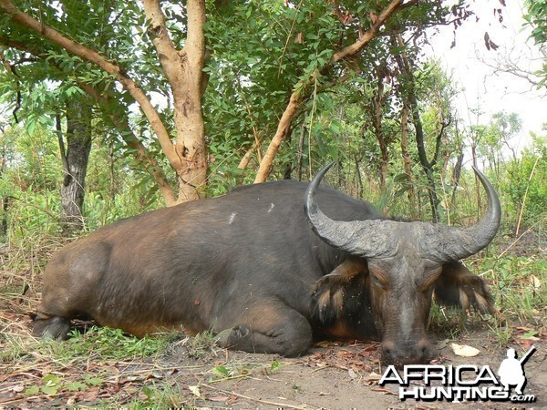 Buffalo bull from Central African Republic