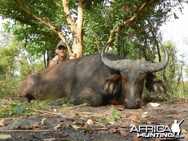 Buffalo bull from Central African Republic