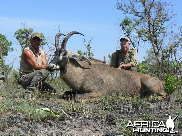 Very good 28 inches roan bull hunted in Central African Republic