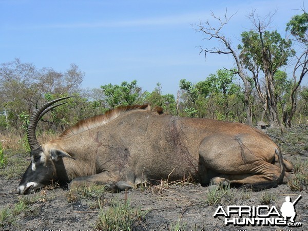 Very good 28 inches roan bull hunted in Central African Republic