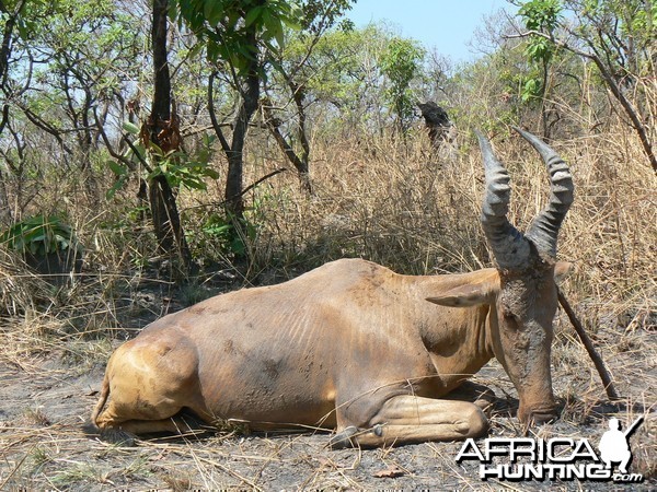 Lelwel hartebeest hunted in Central African Republic