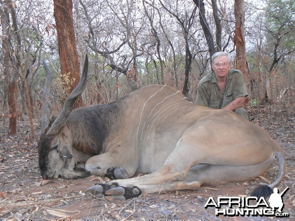 Very old, worn down Derby eland, hunted in CAR