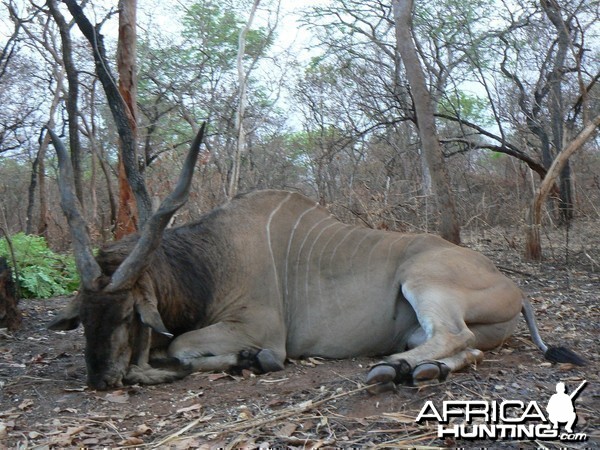 Very old, worn down Derby eland, hunted in CAR