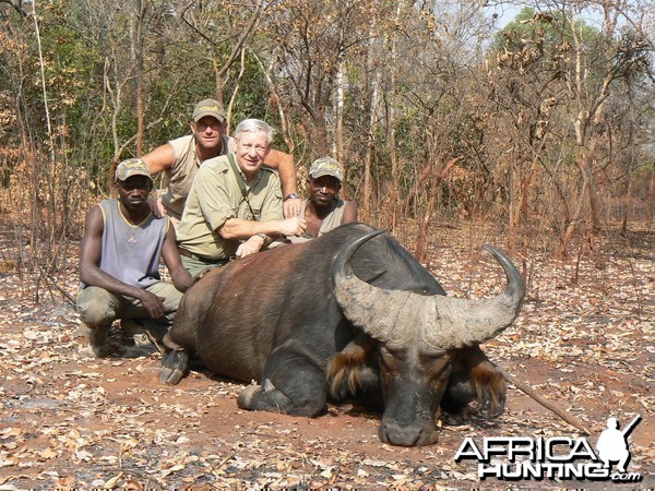 Buffalo from forest galleries in CAR