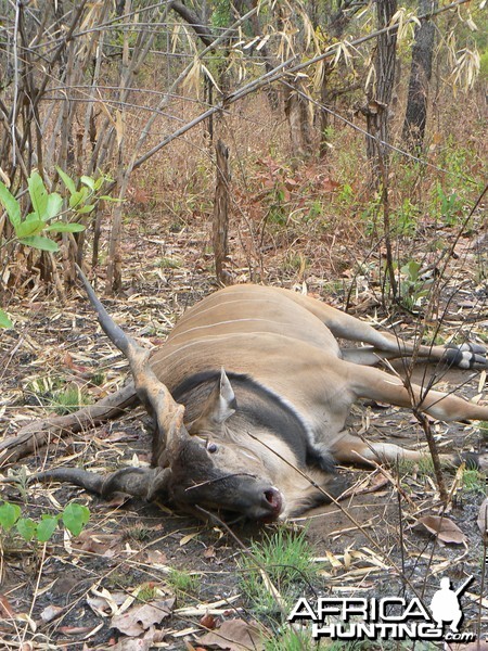 Big Eland bull from CAR, big neck, black hairs a truly great trophy