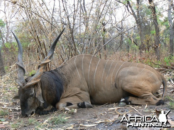 Big Eland bull from CAR, big neck, black hairs a truly great trophy