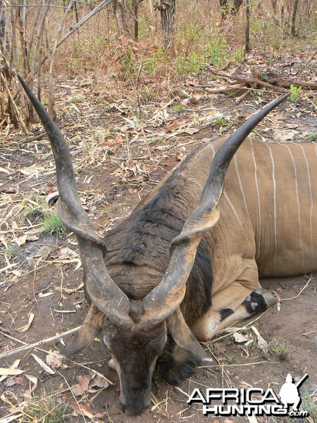 Big Eland bull from CAR, big neck, black hairs a truly great trophy