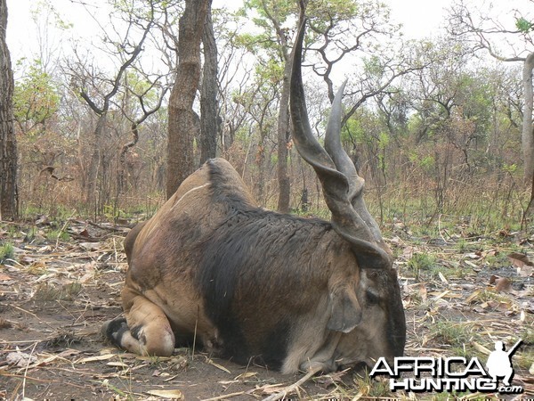 Big Eland bull from CAR, big neck, black hairs a truly great trophy