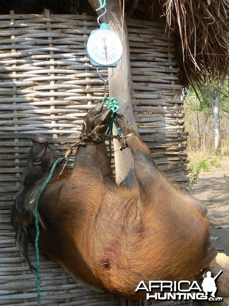 Huge 102 kg red river hog taken in CAR