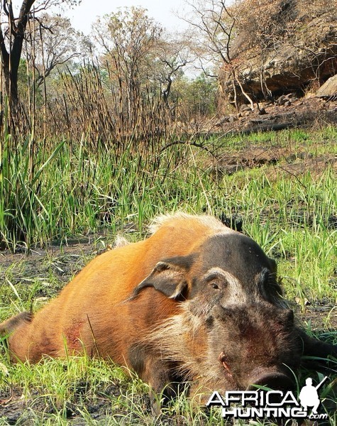 Huge 102 kg red river hog taken in CAR