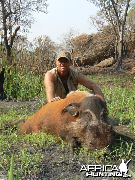 Huge 102 kg red river hog taken in CAR