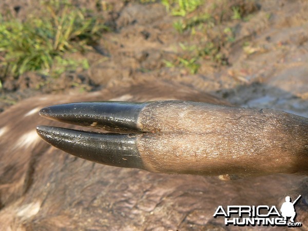 Western Sitatunga hooves