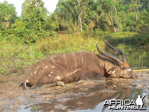 Western Sitatunga shot in CAR