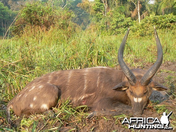 Western Sitatunga shot in CAR