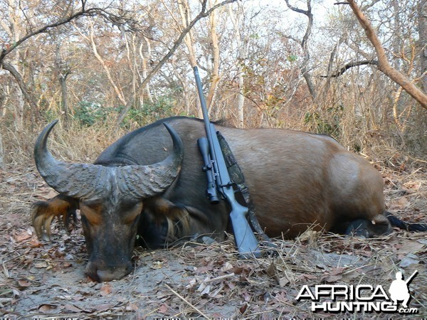 Small bodied buffalo bull from CAR